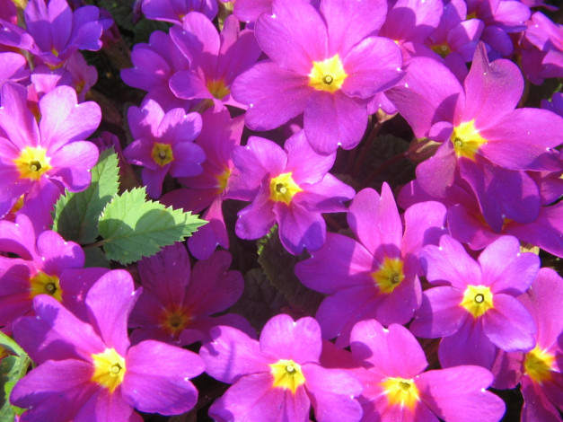 Обои картинки фото цветы, примулы