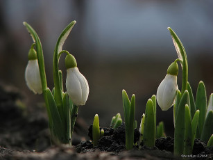 Картинка цветы подснежники белоцветник