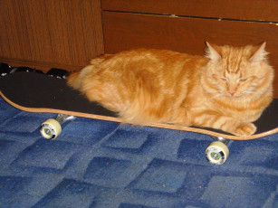 Картинка животные коты