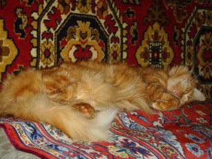 Картинка животные коты