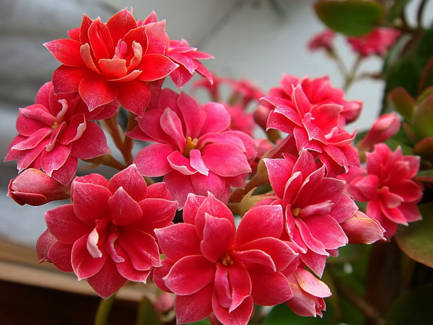 Обои картинки фото цветы, каланхоэ