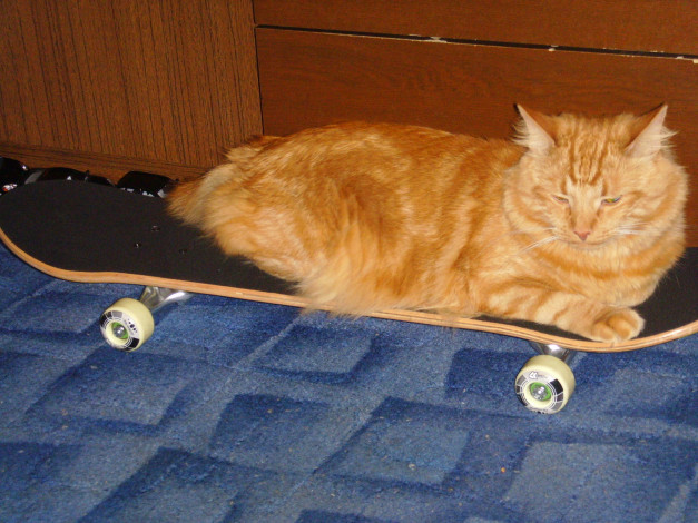 Обои картинки фото животные, коты