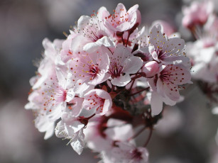 Картинка цветы цветущие деревья кустарники