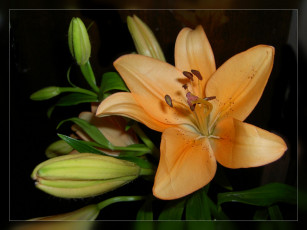 Картинка цветы лилии лилейники