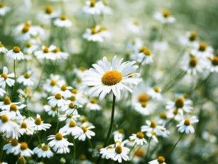 Картинка цветы ромашки