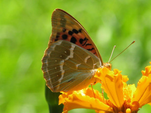 Картинка животные бабочки