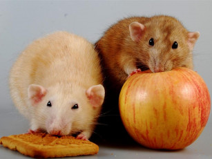 Картинка животные крысы мыши