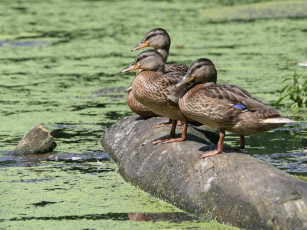 Картинка животные утки