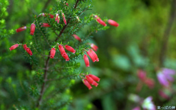 Картинка цветы цветущие деревья кустарники