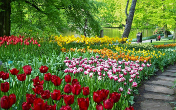 Картинка цветы тюльпаны