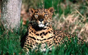 Картинка животные леопарды