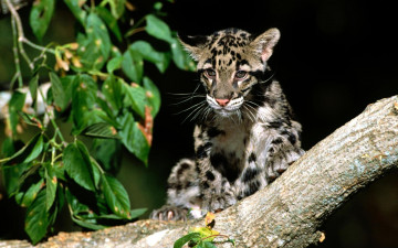 Картинка животные леопарды леопард дымчатый листва