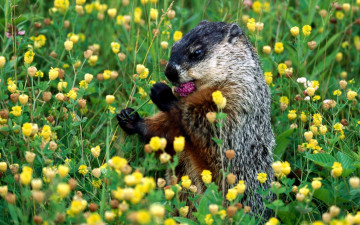 Картинка животные суслики сурки