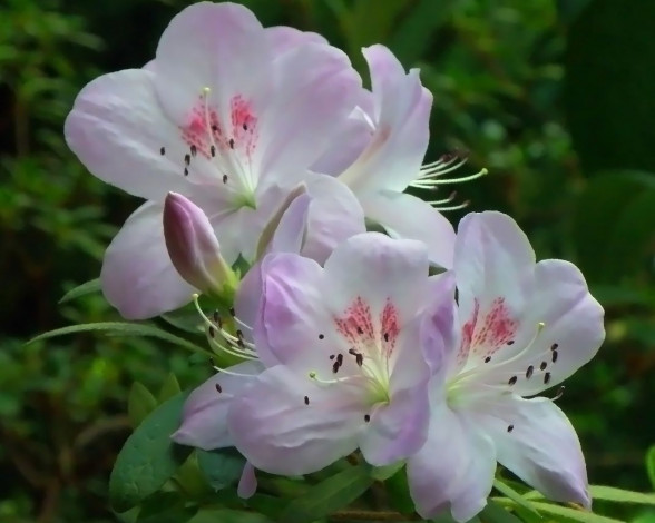 Обои картинки фото цветы, рододендроны, азалии