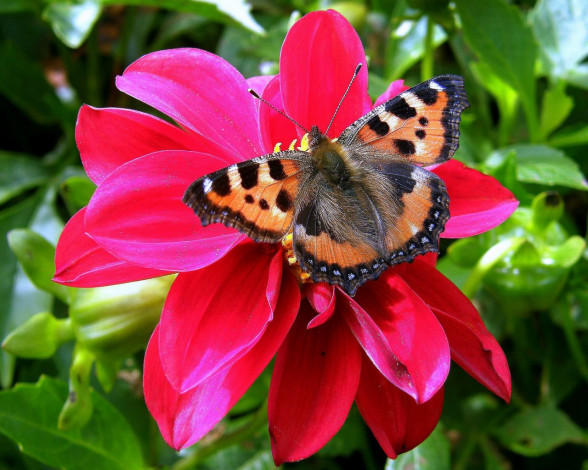 Обои картинки фото животные, бабочки