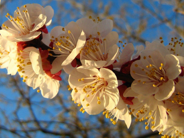 Обои картинки фото цветы, цветущие, деревья, кустарники