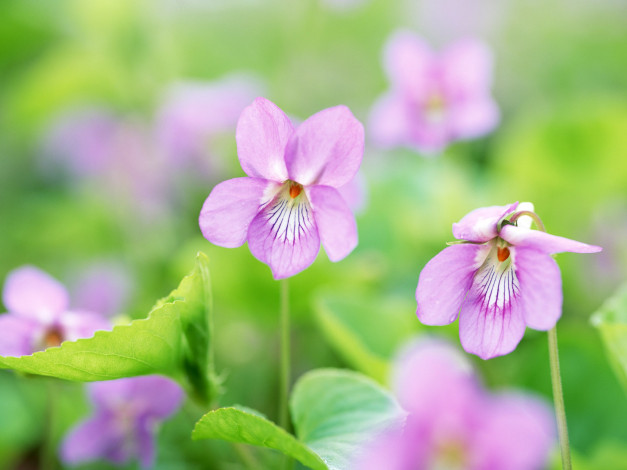 Обои картинки фото цветы, фиалки