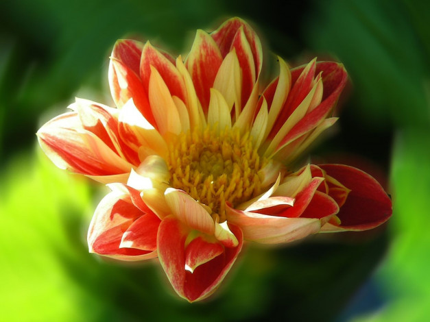 Обои картинки фото цветы, георгины