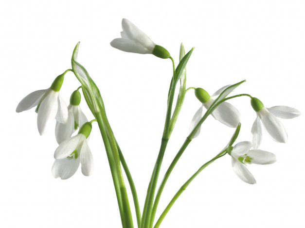 Обои картинки фото цветы, подснежники, белоцветник