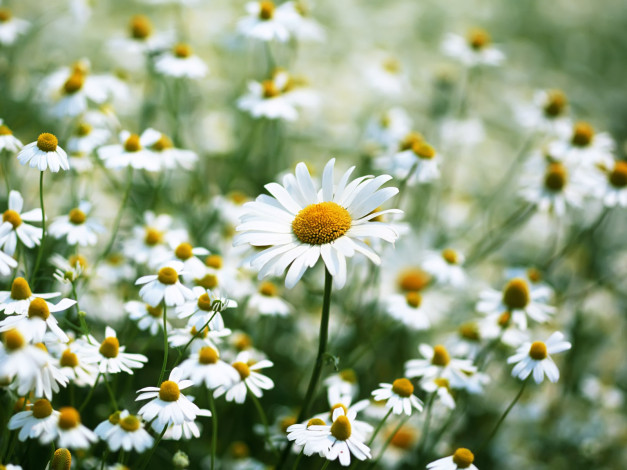 Обои картинки фото цветы, ромашки