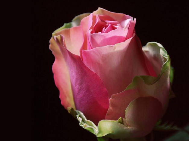 Обои картинки фото цветы, розы