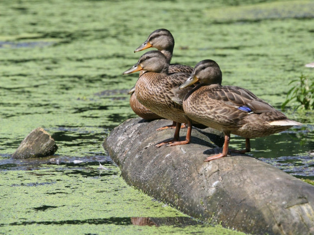 Обои картинки фото животные, утки