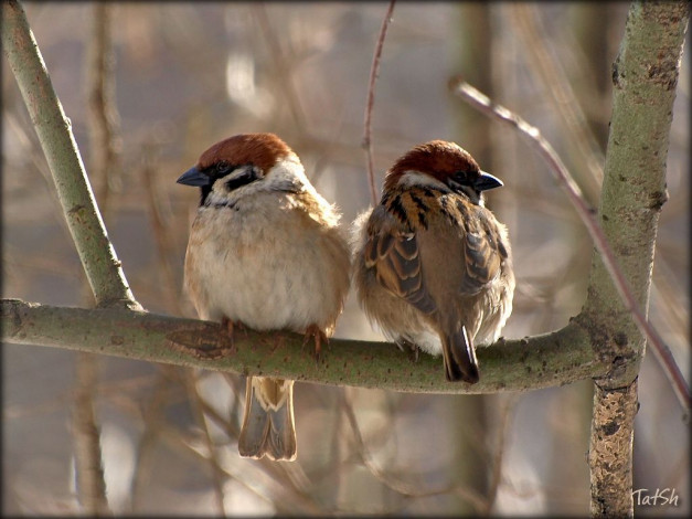 Обои картинки фото животные, воробьи