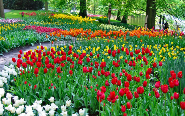 Обои картинки фото цветы, тюльпаны