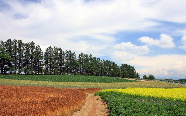 Обои картинки фото природа, поля