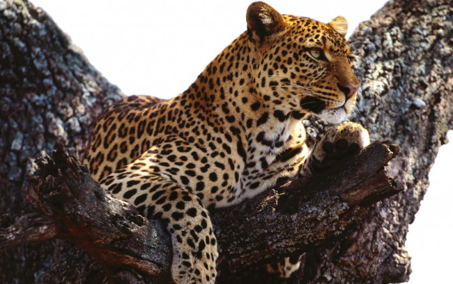 Обои картинки фото животные, леопарды