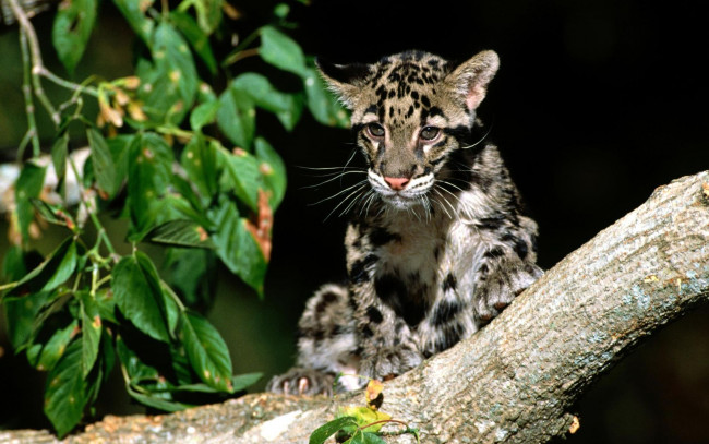 Обои картинки фото животные, леопарды, леопард, дымчатый, листва