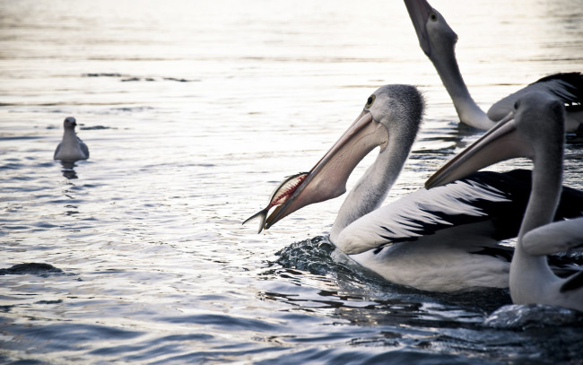 Обои картинки фото животные, пеликаны