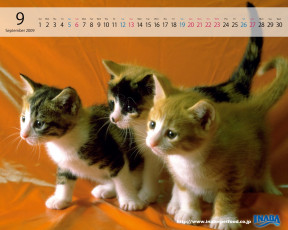 Картинка бренды inaba