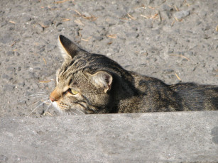 Картинка животные коты