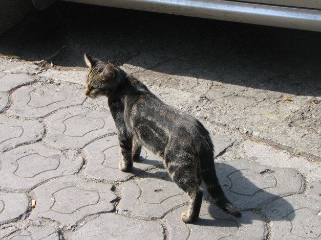 Обои картинки фото животные, коты