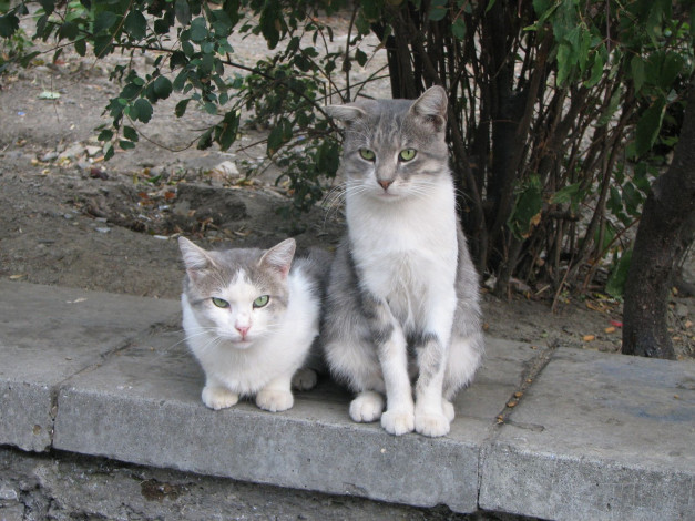 Обои картинки фото животные, коты