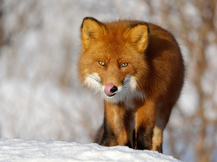 Картинка автор игорь шпиленок животные лисы