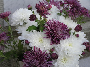Картинка цветы хризантемы