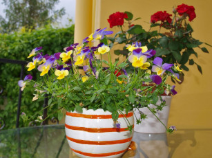 Картинка цветы разные вместе