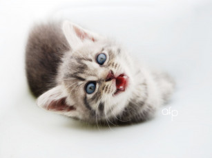 Картинка животные коты