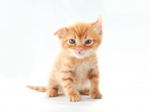 Картинка животные коты