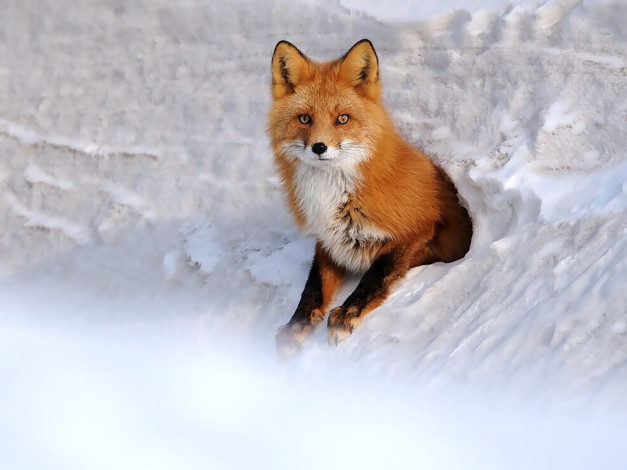 Обои картинки фото автор, игорь, шпиленок, животные, лисы