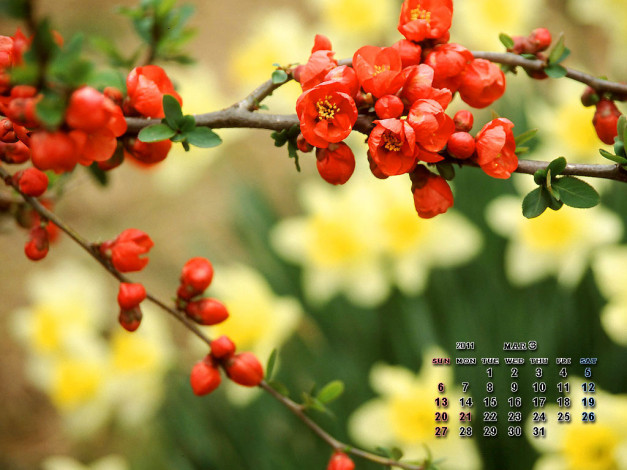 Обои картинки фото календари, цветы