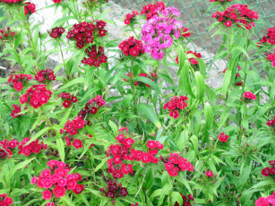 Картинка цветы гвоздики бордовый розовый красный