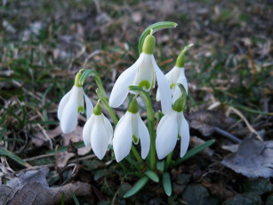 Картинка цветы подснежники белоцветник