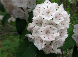 Картинка горный лавр цветы цветущие деревья кустарники лепестки