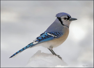 Картинка животные сойки снег