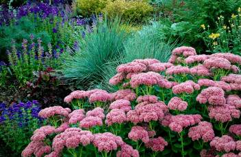 Картинка цветы разные вместе травы каланхоэ