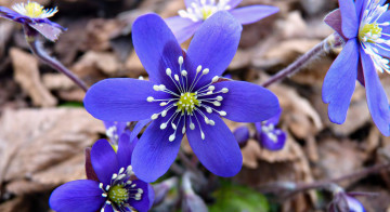 Картинка цветы ветреницы печёночницы печёночница благородная