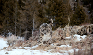 Картинка животные снежный барс ирбис снег хищник